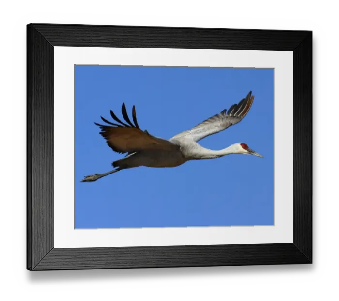 Framed Print : USA, New Mexico, Bosque del Apache National Wildlfe Refuge, Sandhill Crane Framed Print : USA, New Mexico, Bosque del Apache National Wildlfe Refuge, Sandhill Crane