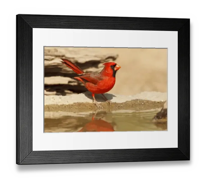 Framed Print : USA, Texas, Lower Rio Grande Valley, McAllen, Northern Cardinal (Cardinalis cardinalis)