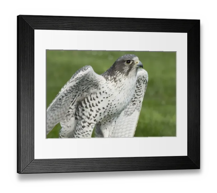 Framed Print : USA, Washington, Seattle, Woodland Park Zoo. Close-up of Gyrfalcon, the largest of all falcons Framed Print : USA, Washington, Seattle, Woodland Park Zoo. Close-up of Gyrfalcon, the largest of all falcons