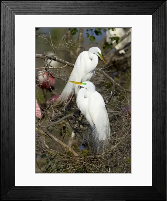 Framed Print : USA, North America, Texas Framed Print : USA, North America, Texas