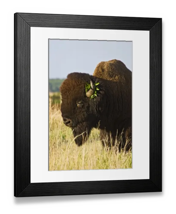 Framed Print : USA, North America, Oklahoma Framed Print : USA, North America, Oklahoma