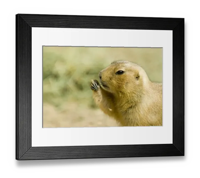 Framed Print : USA, North America, New Mexico Framed Print : USA, North America, New Mexico