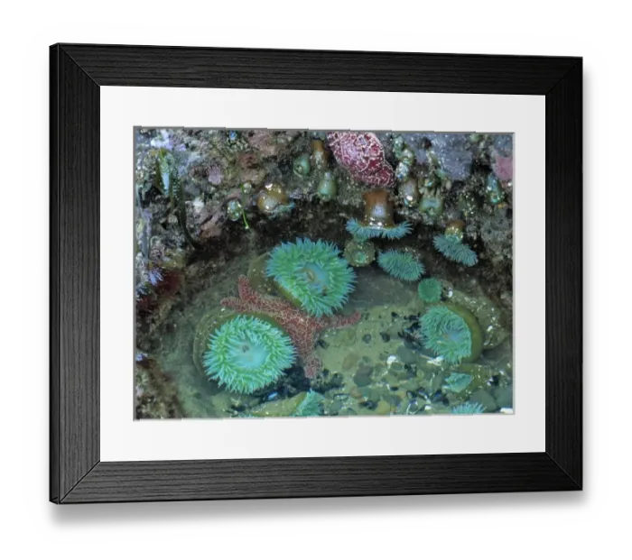 Framed Print : USA, Oregon, Nepture SP. Sea anemone cluster in the tide pools at Strawberry Hill Framed Print : USA, Oregon, Nepture SP. Sea anemone cluster in the tide pools at Strawberry Hill
