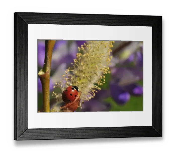 Framed Print : USA, North America, Oregon Framed Print : USA, North America, Oregon