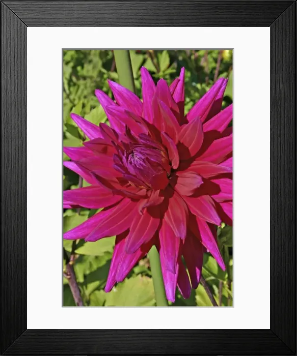 Framed Print : Dahlia flower in Shore Acres State Park and Botanical Gardens in Charleston near