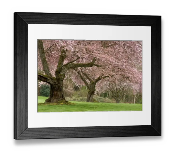 Framed Print : USA, Washington, Bremerton. Cherry trees in springtime bloom Framed Print : USA, Washington, Bremerton. Cherry trees in springtime bloom