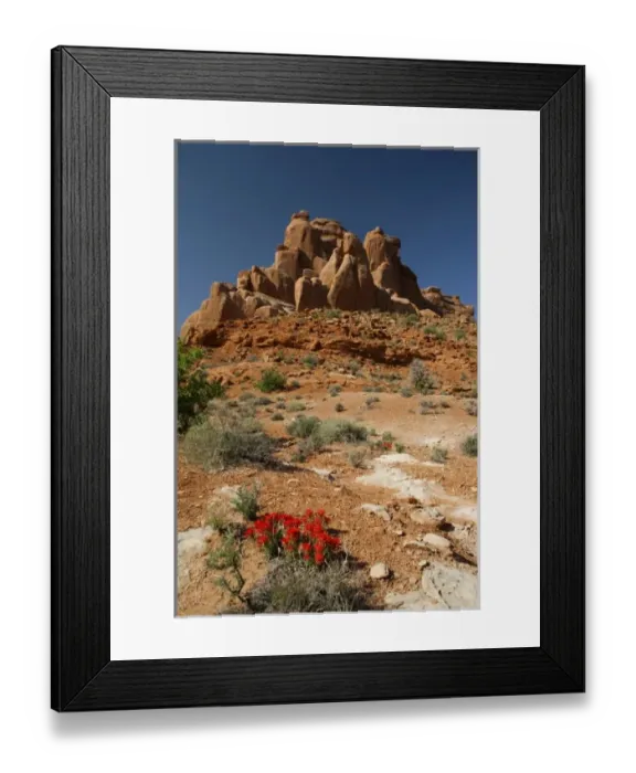 Framed Print : USA, Utah, Zion NP Slickrock Paintbrush