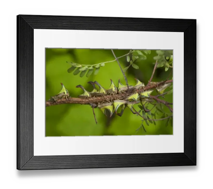 Framed Print : USA, Texas, Hidalgo County. Close-up of thorn treehoppers bunched on a limb Framed Print : USA, Texas, Hidalgo County. Close-up of thorn treehoppers bunched on a limb