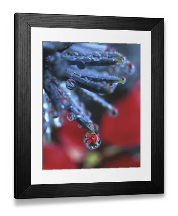 Framed Print : USA, Oregon, Poinsettia reflecting in dewdrop on end of Colorado blue spruce needle Framed Print : USA, Oregon, Poinsettia reflecting in dewdrop on end of Colorado blue spruce needle