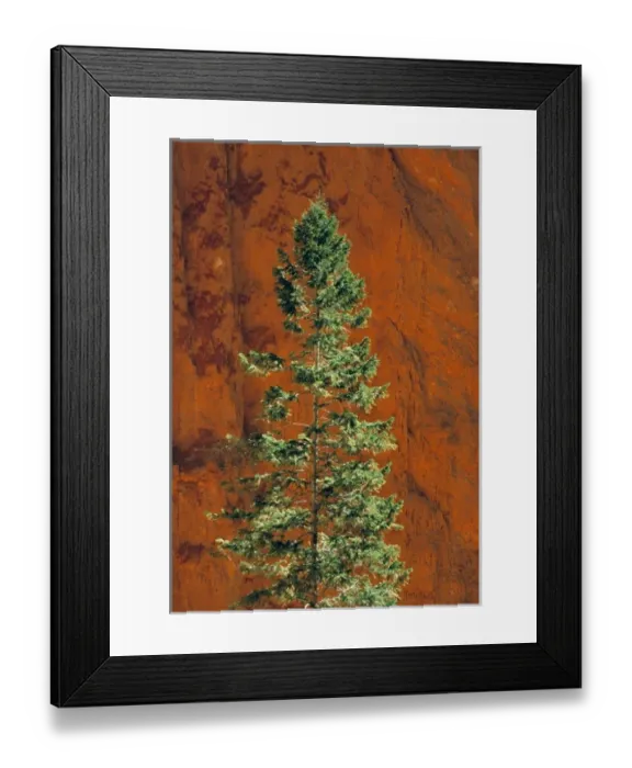 Framed Print : USA, Utah, Bryce Canyon NP. A stately pine tree seeks sunlight in Bryce Canyon National Park, Utah Framed Print : USA, Utah, Bryce Canyon NP. A stately pine tree seeks sunlight in Bryce Canyon National Park, Utah