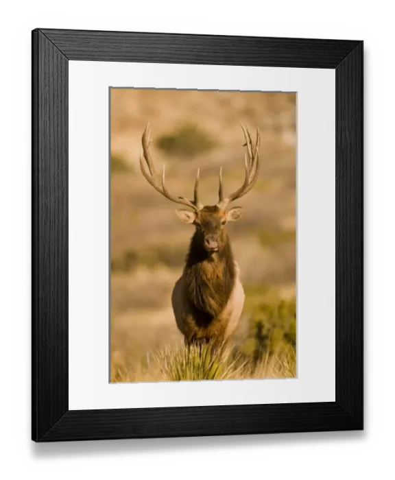 Framed Print : USA, North America, Texas