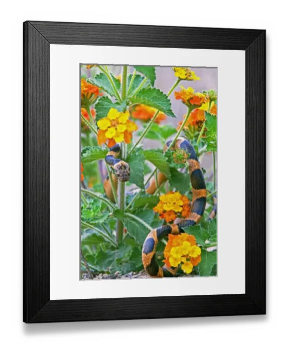 Framed Print : USA, Texas, Rio Grande Valley, Edinburgh. Northern cat-eyed snake crawling in lantana Framed Print : USA, Texas, Rio Grande Valley, Edinburgh. Northern cat-eyed snake crawling in lantana