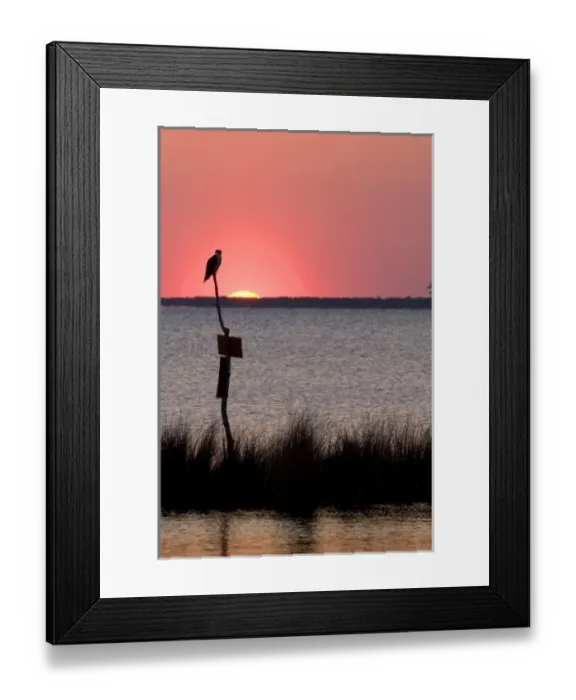 Framed Print : Osprey perched at sunset on Abelmarle Sound at Kitty Hawk, North Carolina Framed Print : Osprey perched at sunset on Abelmarle Sound at Kitty Hawk, North Carolina