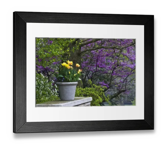 Framed Print : USA, Ohio. Potted tulips and redbud tree in garden Framed Print : USA, Ohio. Potted tulips and redbud tree in garden
