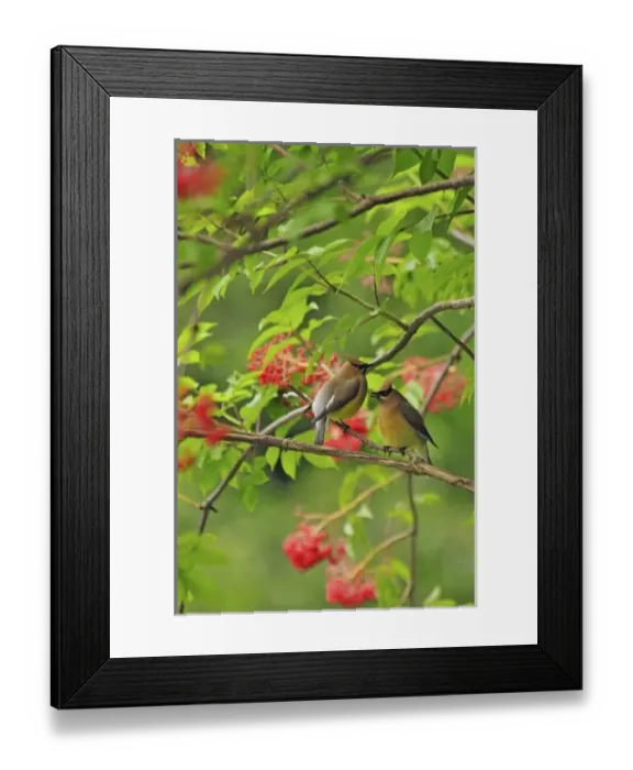 Framed Print : USA, North America, Oregon Framed Print : USA, North America, Oregon