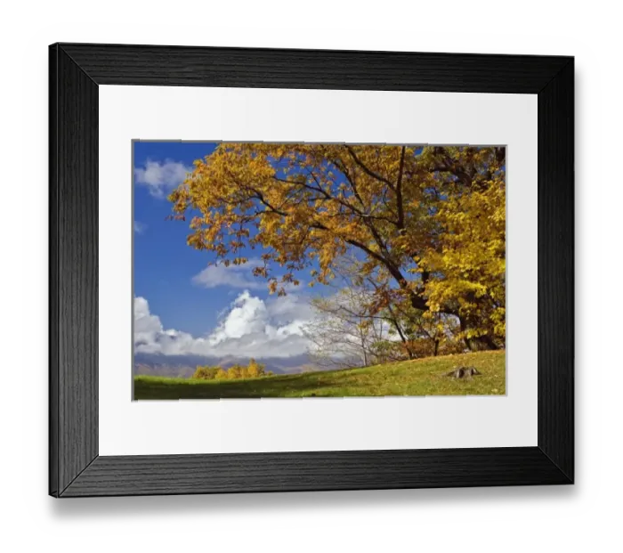 Framed Print : Single tree and distant southern Appalachian Mountains in fall, North Carolina Framed Print : Single tree and distant southern Appalachian Mountains in fall, North Carolina