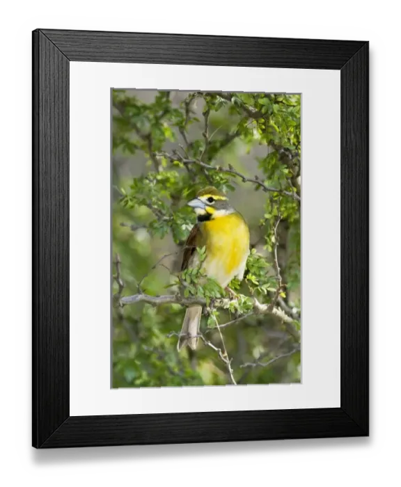 Framed Print : USA, North America, Texas Framed Print : USA, North America, Texas