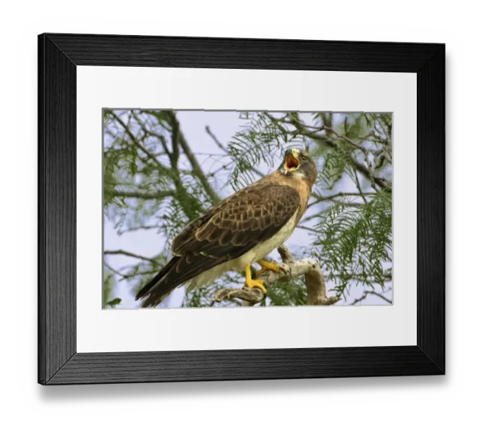 Framed Print : USA, North America, Texas