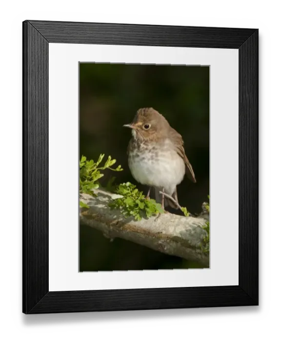 Framed Print : USA, North America, Texas Framed Print : USA, North America, Texas