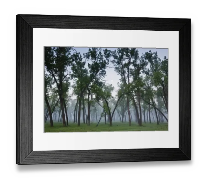 Framed Print : Cottonwood Trees (Populus deltoides) and full moon in the Little Missouri River bottom