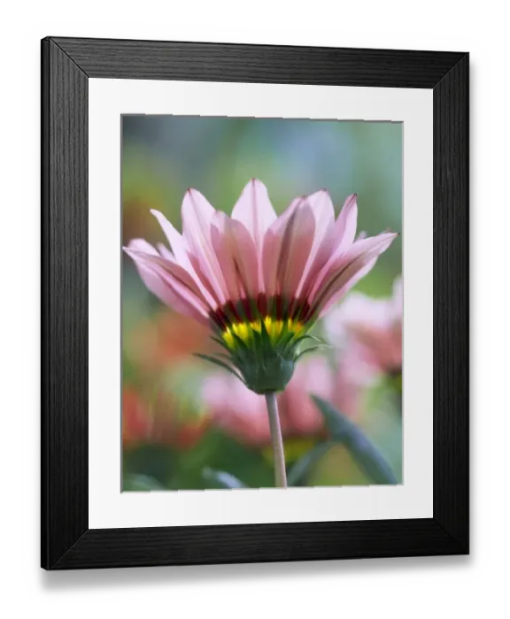Framed Print : USA, Oregon, Portland, Close-up side view of ganzia flower Framed Print : USA, Oregon, Portland, Close-up side view of ganzia flower