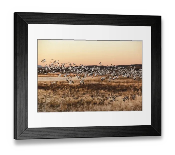 Framed Print : Snow Geese (Chen caerulescens) in flight at sunrise, Bosque del Apache National Wildlife Refuge Framed Print : Snow Geese (Chen caerulescens) in flight at sunrise, Bosque del Apache National Wildlife Refuge