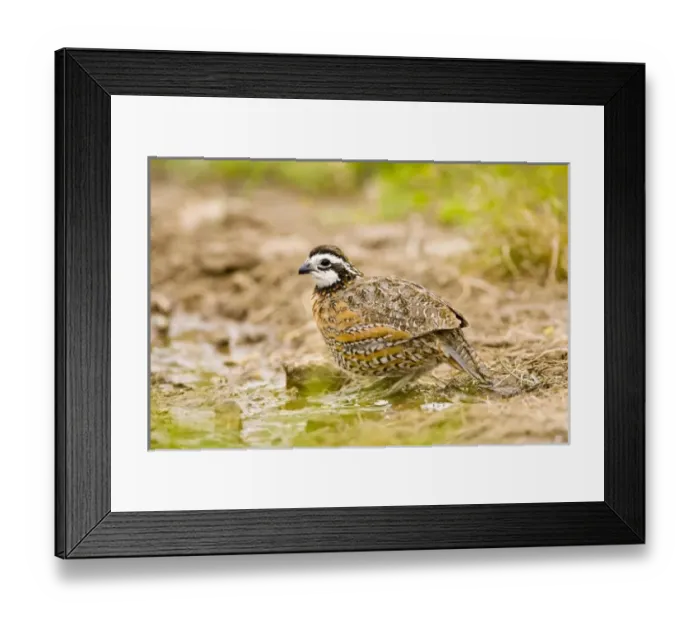 Framed Print : USA, North America, Texas Framed Print : USA, North America, Texas
