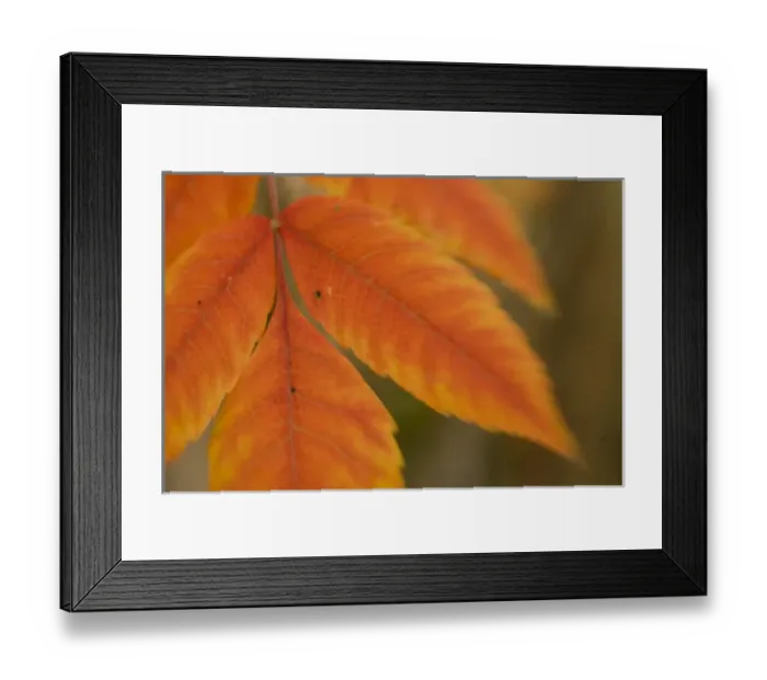 Framed Print : USA, WA, Walla Walla. Fall colors look beautiful at Whitman Mission National Historic Site Framed Print : USA, WA, Walla Walla. Fall colors look beautiful at Whitman Mission National Historic Site