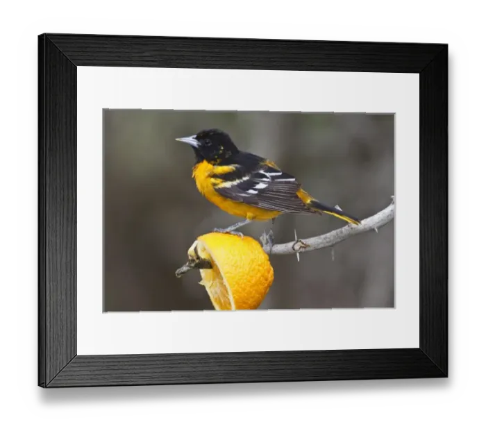 Framed Print : USA, North America, Texas