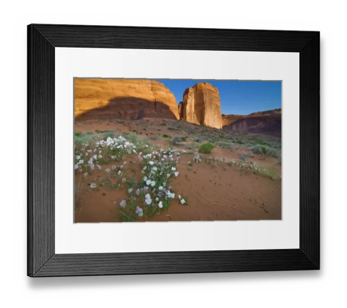 Framed Print : USA, Utah, Escalante Wilderness. Wildflowers in Coyote Gulch. (MR) Framed Print : USA, Utah, Escalante Wilderness. Wildflowers in Coyote Gulch. (MR)