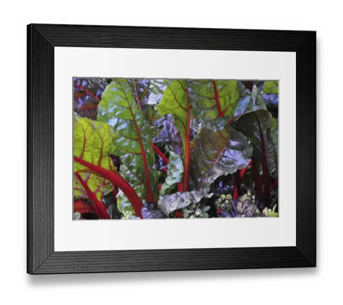 Framed Print : USA, Oregon, Portland. Rainbow chard plants with vibrant colored stalks Framed Print : USA, Oregon, Portland. Rainbow chard plants with vibrant colored stalks