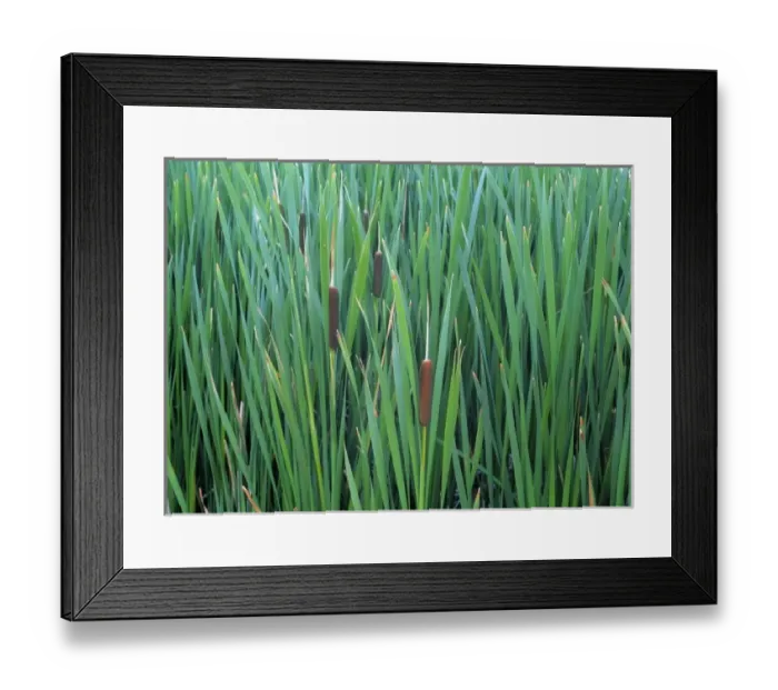 Framed Print : USA, Oregon, Summer Lake. Common cattails survive among the reeds in Summer Lake, Oregon