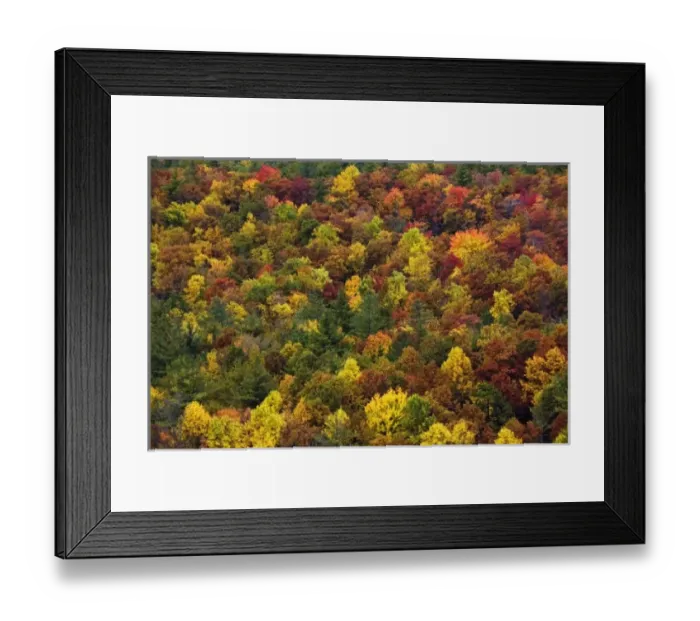 Framed Print : Autumn foliage pattern on slope of southern Appalachian Mountains, near Grandfather Mountain Framed Print : Autumn foliage pattern on slope of southern Appalachian Mountains, near Grandfather Mountain