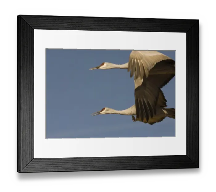 Framed Print : USA, New Mexico, Bosque del Apache National Wildlfe Refuge, Sandhill Crane Framed Print : USA, New Mexico, Bosque del Apache National Wildlfe Refuge, Sandhill Crane