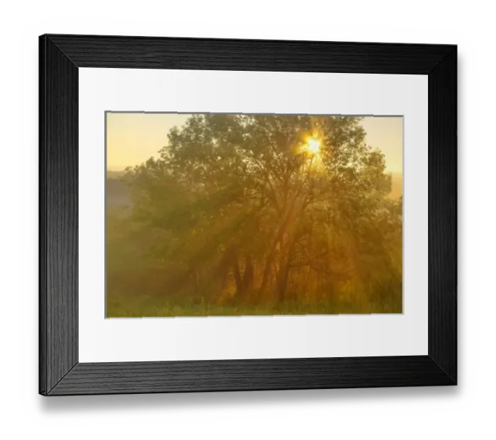 Framed Print : Morning fog bursts through tree on Buck Hill in Theodore Roosevelt National Park
