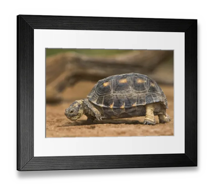 Framed Print : USA, North America, Texas