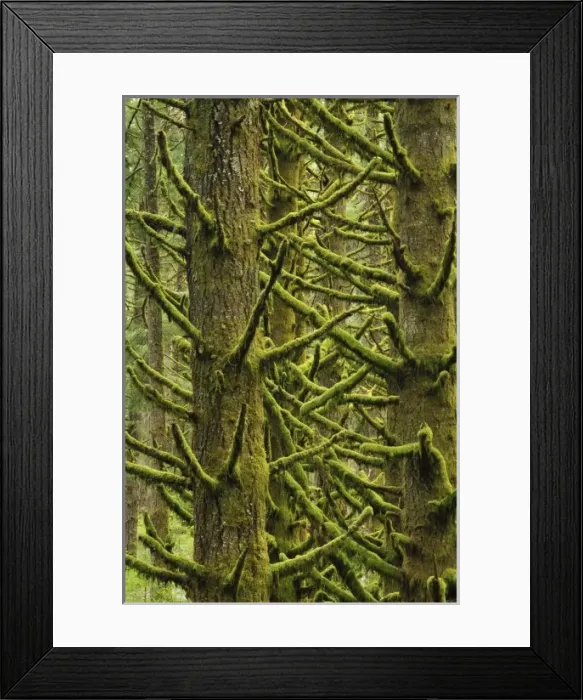Framed Print : USA, North America, Oregon