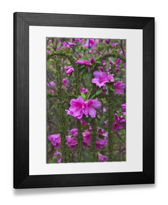 Framed Print : USA, Georgia, Callaway Gardens. Azaleas on a garden fence Framed Print : USA, Georgia, Callaway Gardens. Azaleas on a garden fence