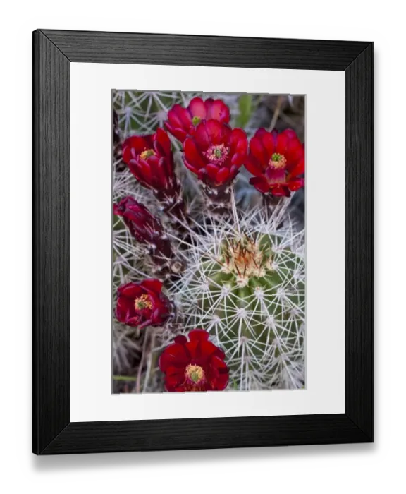 Framed Print : Claret Cup cactus blooms in desert setting near Zion National Park in Utah Framed Print : Claret Cup cactus blooms in desert setting near Zion National Park in Utah