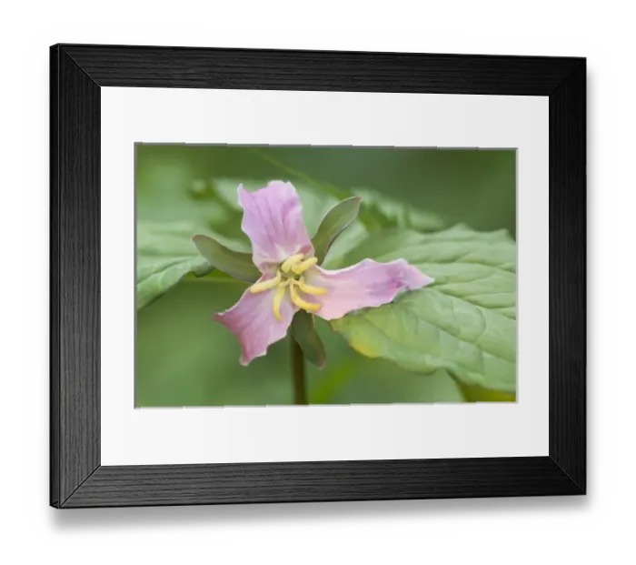 Framed Print : USA, North America, Tennessee