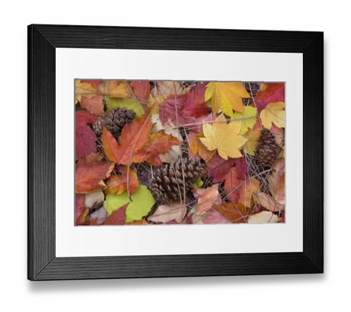 Framed Print : USA, Oregon, Rogue River National Forest. Close-up of fall-colored leaves, pine cones Framed Print : USA, Oregon, Rogue River National Forest. Close-up of fall-colored leaves, pine cones