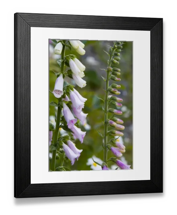Framed Print : Unknown. Foxglove wildflowers in the Cascades of Washington Framed Print : Unknown. Foxglove wildflowers in the Cascades of Washington