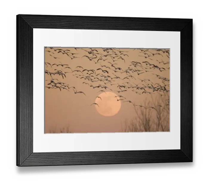 Framed Print : USA, North America, New Mexico