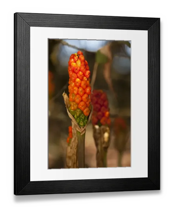Framed Print : USA, Oregon, Baskett Slough National Wildlife Refuge, (Arum italicum) (invasive) Framed Print : USA, Oregon, Baskett Slough National Wildlife Refuge, (Arum italicum) (invasive)