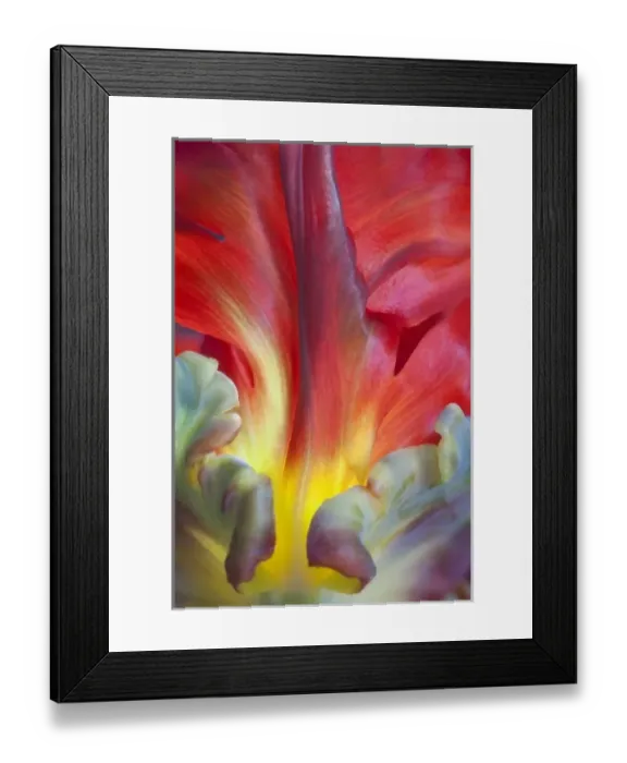 Framed Print : USA, Washington, Seabeck. Detail of parrot tulip