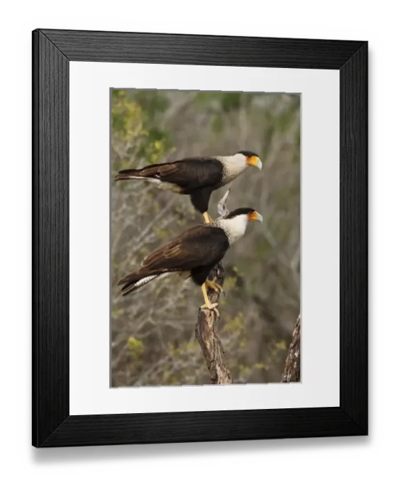 Framed Print : Starr Co. Texas, USA, Crested Caracara (Caracara cheriway) pair, adults Framed Print : Starr Co. Texas, USA, Crested Caracara (Caracara cheriway) pair, adults