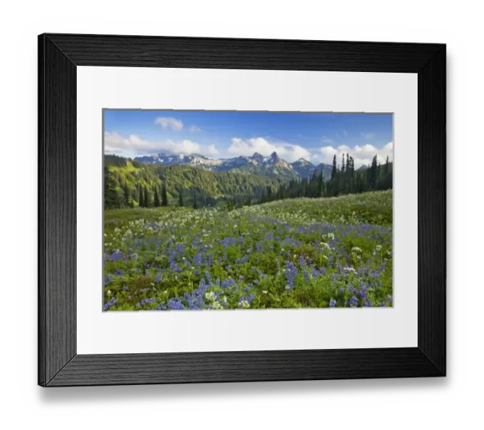 Framed Print : Wildflower meadows at Paradise with Tatoosh Range in background in Mount Rainier