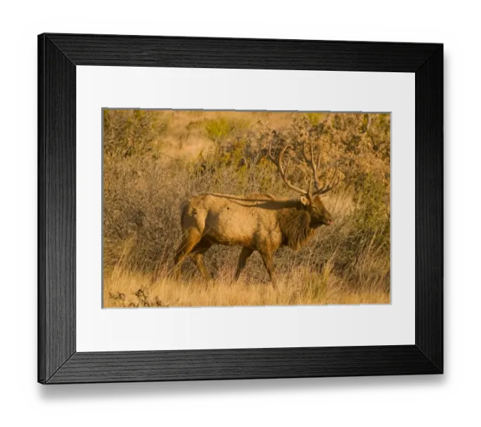 Framed Print : A large bull desert elk (Cervus elaphus) raw faced from feeding on prickly cactus Framed Print : A large bull desert elk (Cervus elaphus) raw faced from feeding on prickly cactus
