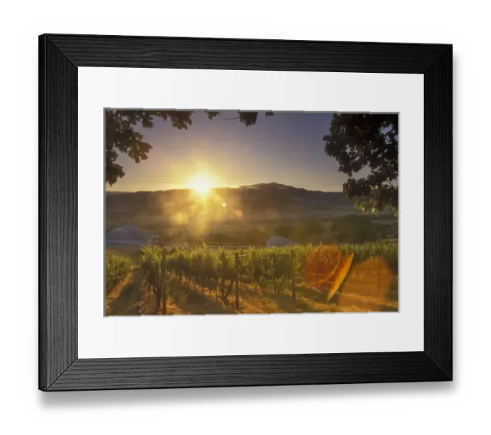 Framed Print : Sunrise over Weisingers Vineyard, Ashland, South Oregon, USA, North America Framed Print : Sunrise over Weisingers Vineyard, Ashland, South Oregon, USA, North America