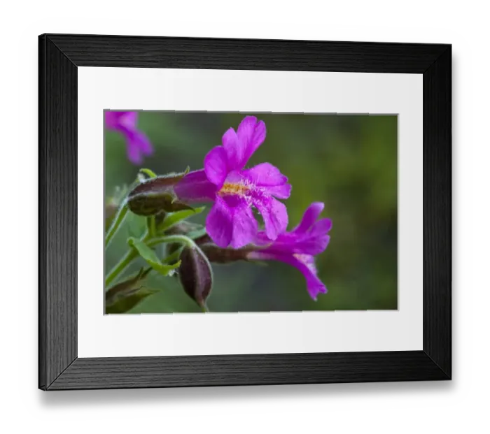 Framed Print : Closeup of Lewis Monkeyflower